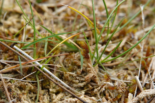 Palustriella falcata observed 2026-06-02