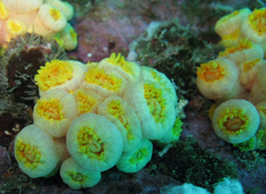 Tubastraea