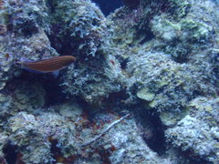 Paracheilinus octotaenia