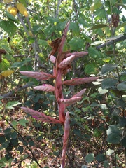 Tillandsia latifolia