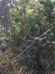 Tillandsia latifolia