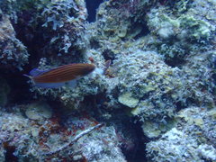 Paracheilinus octotaenia