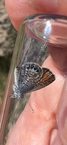 Western Pygmy-Blue