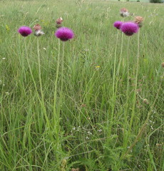 Carduus hamulosus