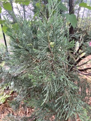 Juniperus chinensis
