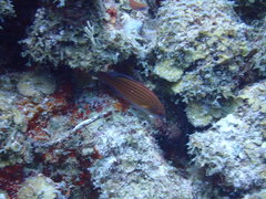 Paracheilinus octotaenia