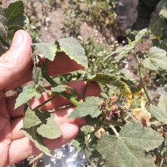 Kearnemalvastrum lacteum