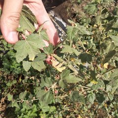 Kearnemalvastrum lacteum