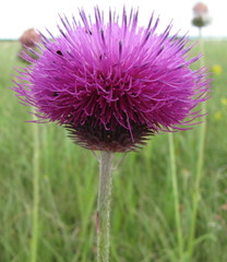 Carduus hamulosus