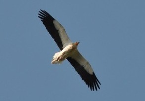 Egyptian Vulture