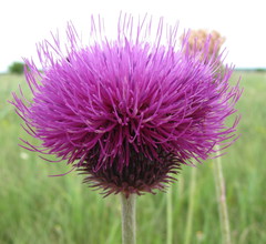 Carduus hamulosus