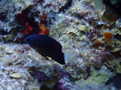 Pomacentrus albicaudatus