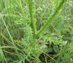 Carduus hamulosus