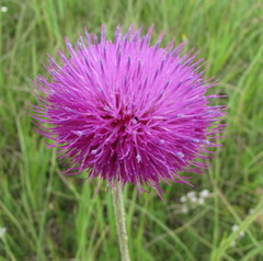 Carduus hamulosus