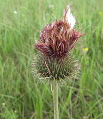Carduus hamulosus