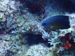 Pomacentrus albicaudatus