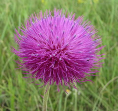 Carduus hamulosus