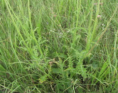 Carduus hamulosus