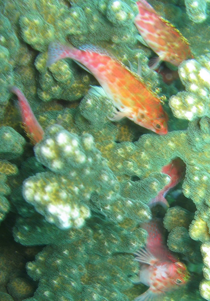 Coral hawkfish