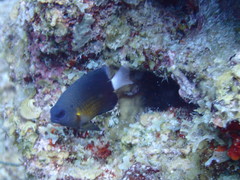 Pomacentrus albicaudatus