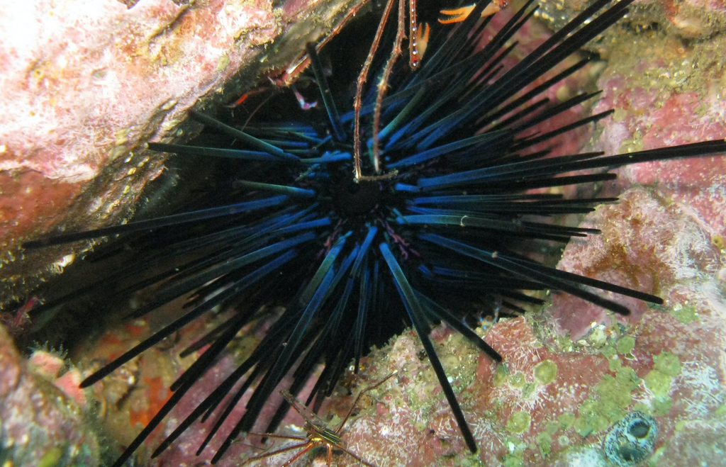 Diadema mexicanum