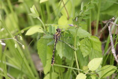 Ophiogomphus susbehcha