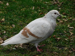 Columba livia domestica