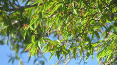 Ruprechtia laxiflora