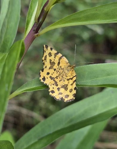Speckled Yellow