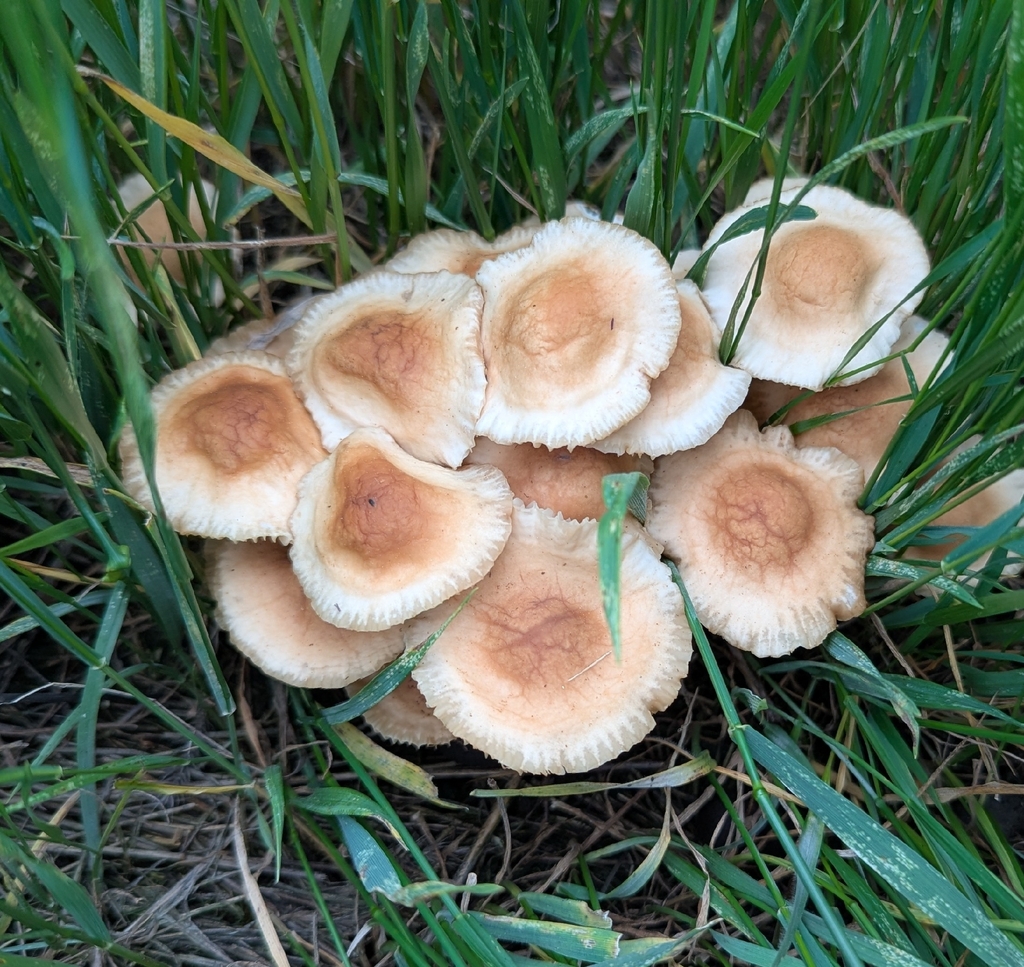 fairy ring marasmius · June 2026 · photo: Photo: no rights reserved · iNaturalist