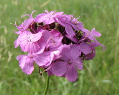 Dianthus andrzejowskianus