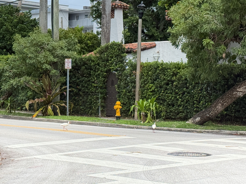 White Ibis