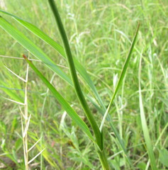 Dianthus andrzejowskianus