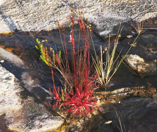 Drosera latifolia