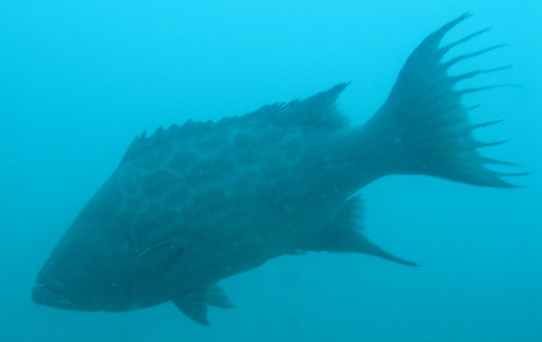 Broomtail Grouper
