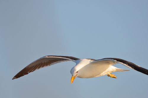 iNaturalist: (c) Stéfani Zogby, some rights reserved (CC BY-NC), uploaded by Stéfani Zogby iNaturalist image