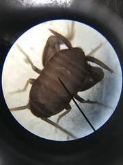 Myrmecophilus pergandei