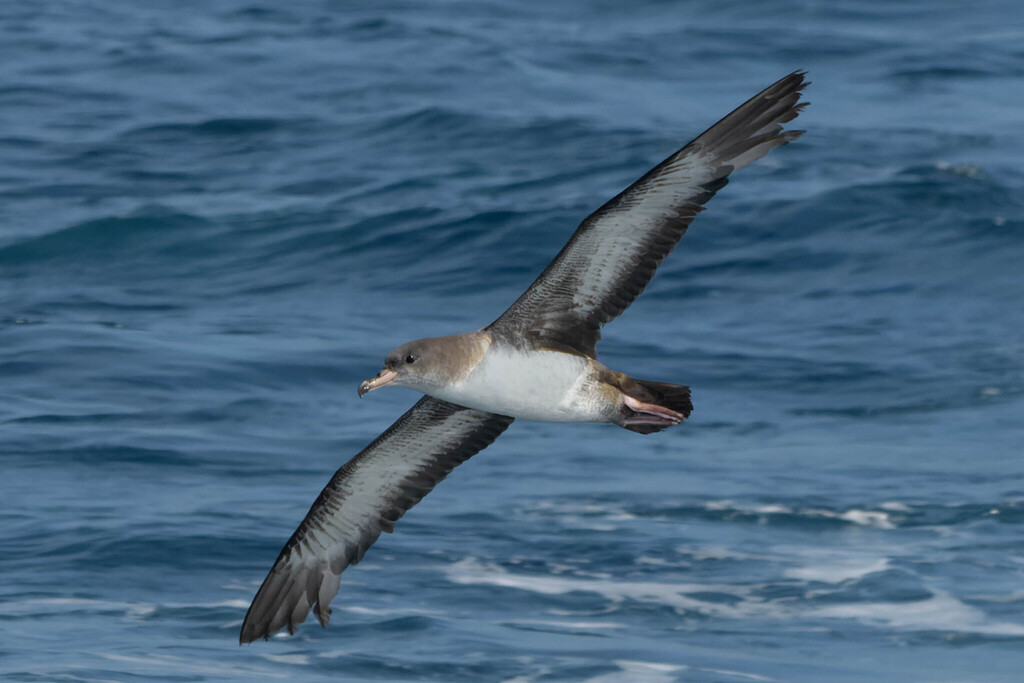 アオサギ_edited.jpg