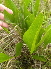 Rudbeckia texana