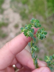 Euphorbia falcata, photograph (c) Ljaž, some rights reserved (CC BY)