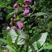 Gutenbergia cordifolia - Photo (c) Bart Wursten, algunos derechos reservados (CC BY-NC)