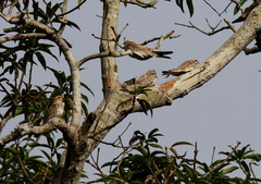 Chordeiles rupestris