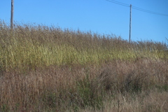 Cymbopogon nardus, photograph (c) Tony Rebelo, some rights reserved (CC BY-SA)