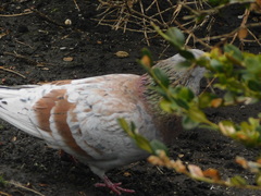 Columba livia domestica