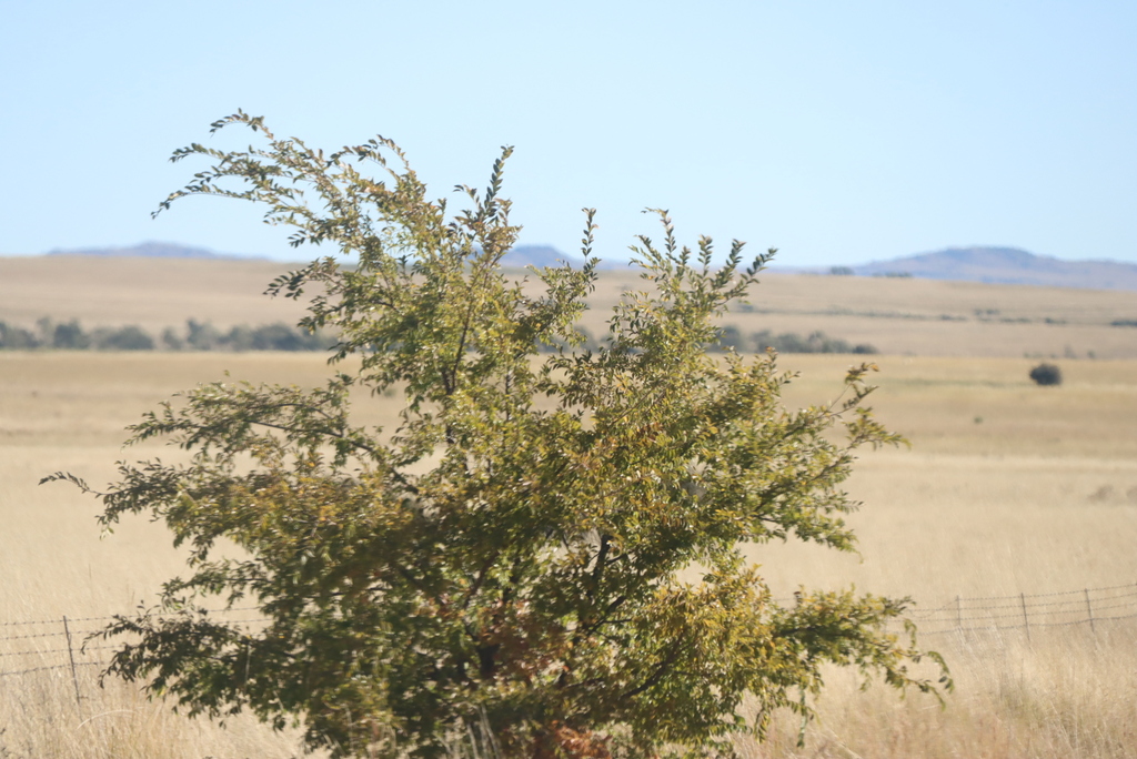 Ulmus parvifolia; photograph (c) Tony Rebelo, some rights reserved (CC BY-SA)