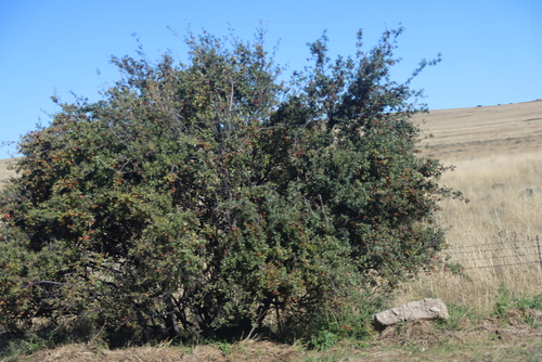 Diospyros lycioides, photograph 6