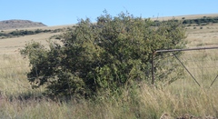 Diospyros lycioides, photograph (c) Tony Rebelo, some rights reserved (CC BY-SA)