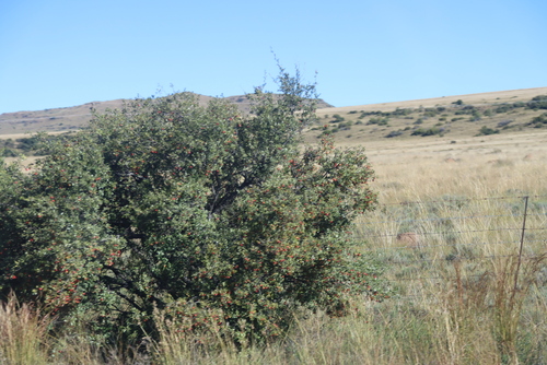 Diospyros lycioides, photograph 5