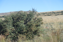 Diospyros lycioides, photograph (c) Tony Rebelo, some rights reserved (CC BY-SA)