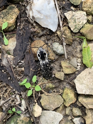 Eastern Eyed Click Beetle